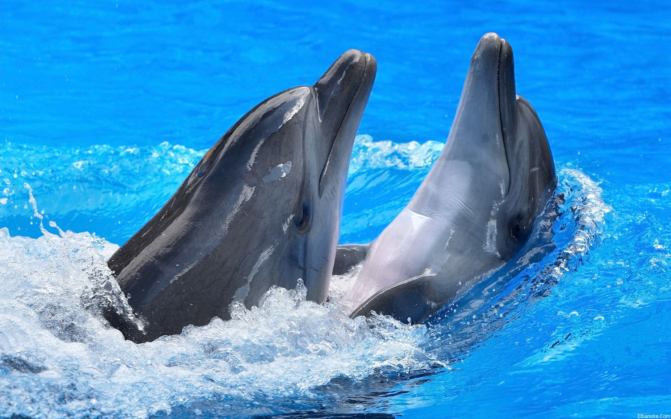 bigstock dolphin twins are jumpin 3
