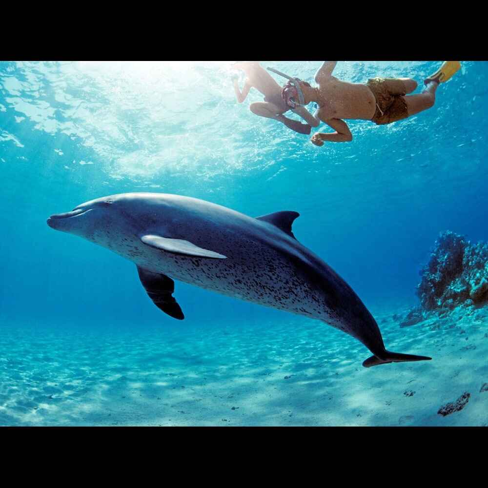 Dolphin house